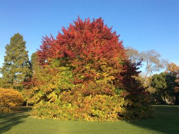 Autumn trees against clear sky