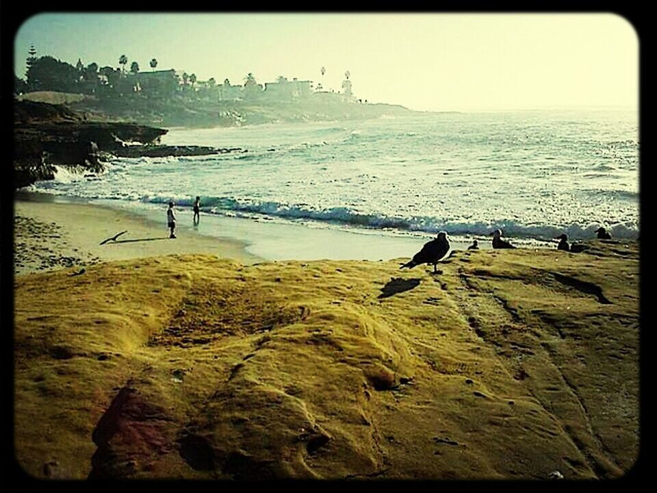 transfer print, water, sea, bird, beach, animal themes, animals in the wild, wildlife, shore, auto post production filter, horizon over water, sand, scenics, beauty in nature, nature, tranquil scene, tranquility, seagull, wave, incidental people