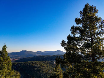 Trees against clear blue sky