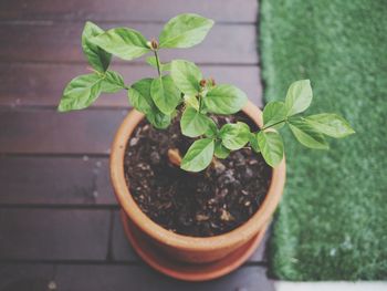 High angle view of potted plant