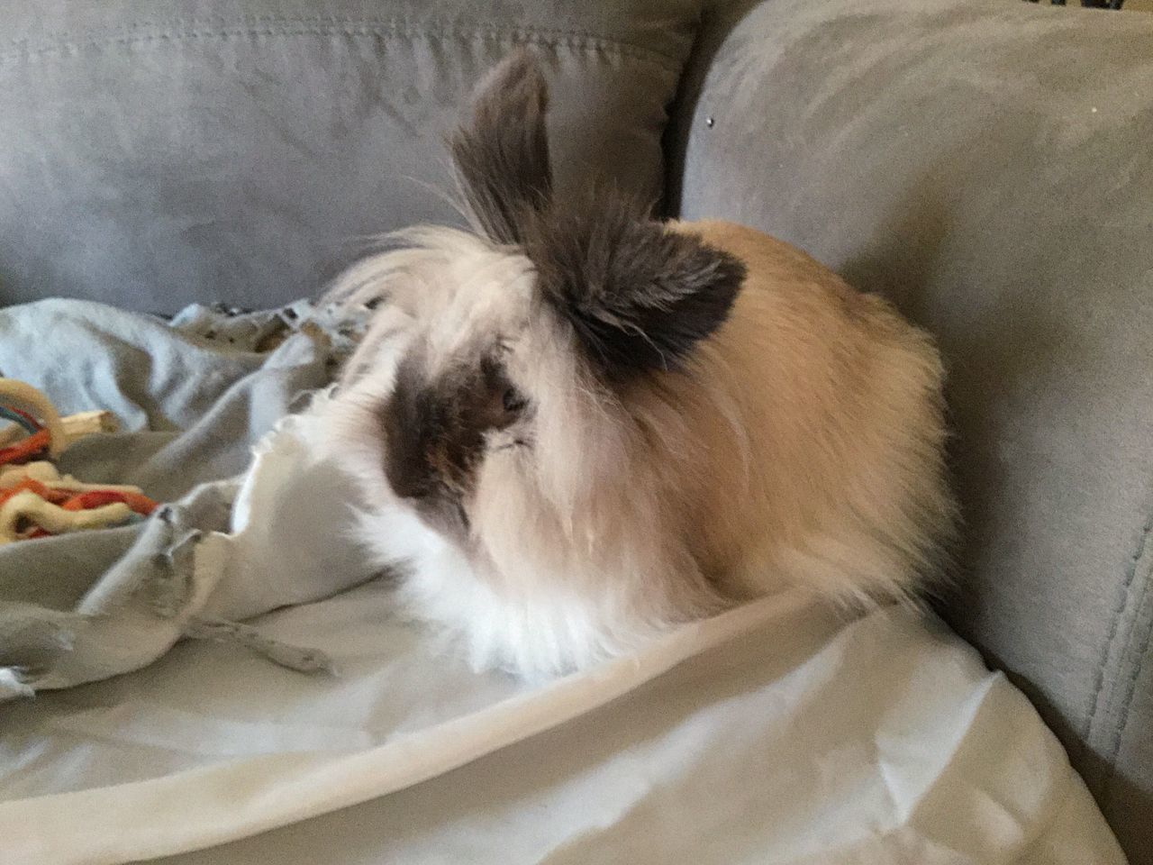 CLOSE-UP OF CAT LYING ON BED