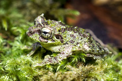 Close-up of lizard on plant