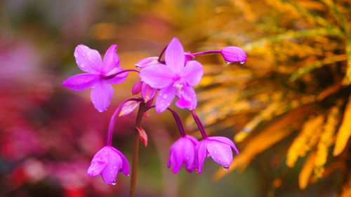 Close-up of wet purple flowers