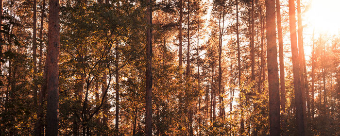 Pine trees in forest during sunset
