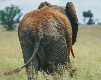 Close-up of elephant on field, tsavo east national park, kenya 