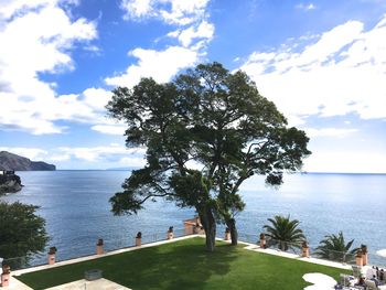 Tree by sea against sky
