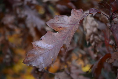 Close-up of dried maple leaves