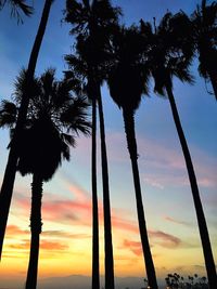 Low angle view of coconut palm trees against sky during sunset