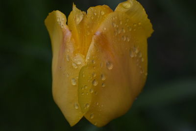 Close-up of raindrops on yellow rose