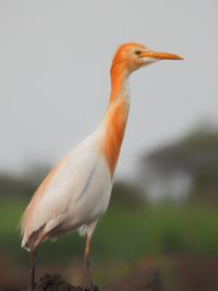 Close-up of a bird