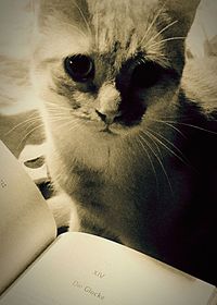 Close-up portrait of cat