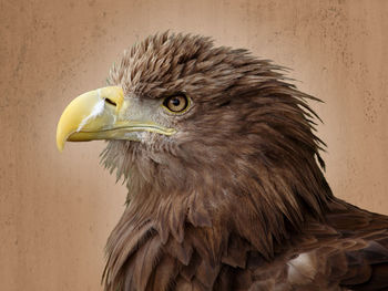 Close-up of eagle against blurred background