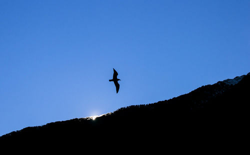 Low angle view of silhouette bird flying in sky