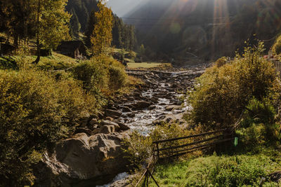 Scenic view of forest