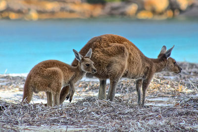 Kangaroo at beach