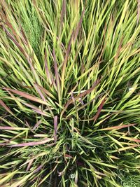 High angle view of pine tree on field