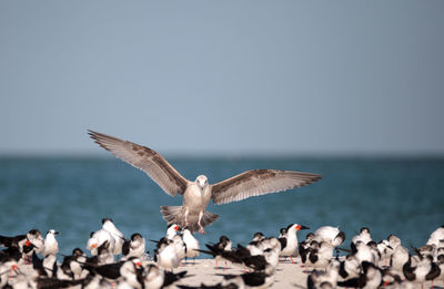 Seagulls flying over sea against sky