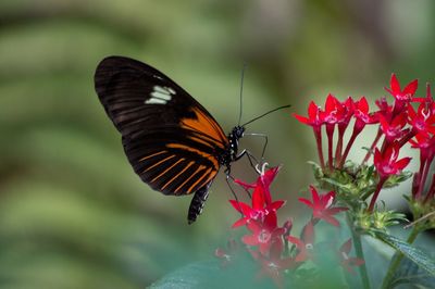 Close-up of butterfly pollinating on flower