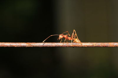 Close-up of ant