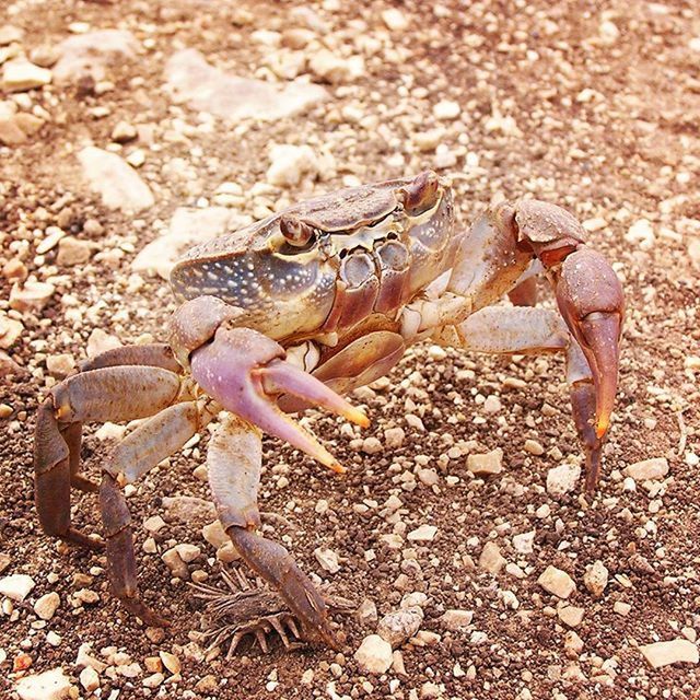 animal themes, field, nature, animals in the wild, dry, wildlife, close-up, high angle view, one animal, ground, dirt, day, outdoors, sand, no people, sunlight, brown, death, fragility, full length