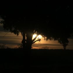 Silhouette tree against sky during sunset