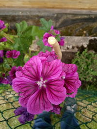 Close-up of pink flowers blooming outdoors