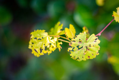 Close-up of yellow flowering plant