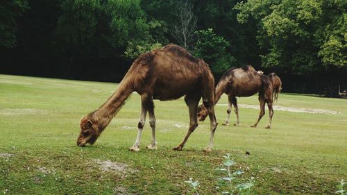 Camels grazing on field