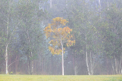 Trees in forest during autumn