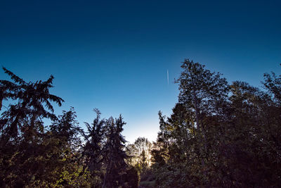 Low angle view of trees against clear blue sky