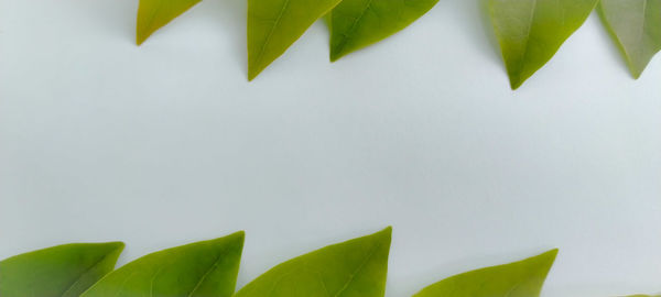 Close-up of green leaves