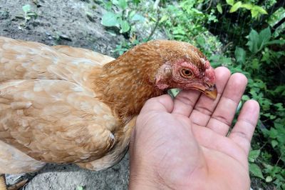 Close-up of a hand holding a bird