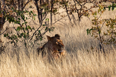 Lioness in a forest