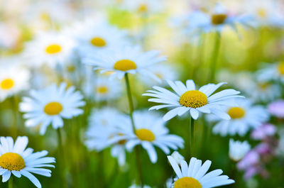 Close-up of white daisy flowers