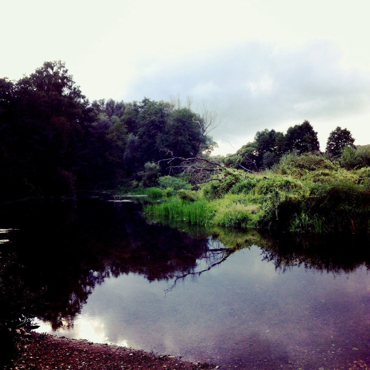 tree, water, tranquility, tranquil scene, reflection, lake, scenics, sky, beauty in nature, growth, nature, green color, idyllic, non-urban scene, calm, plant, day, waterfront, river, outdoors