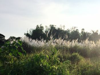 Plants growing on field