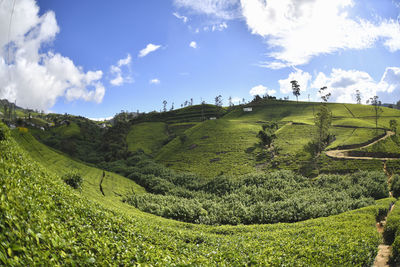 Scenic view of grassy field against sky