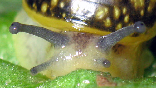 Close-up of crab in water