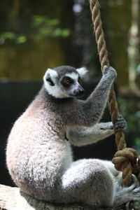 Close-up of monkeys sitting in zoo