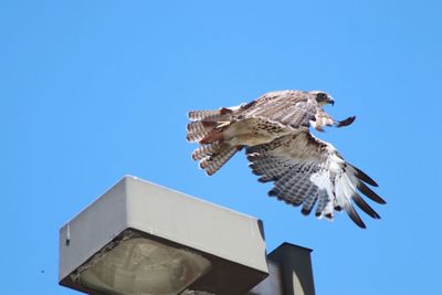 Low angle view of eagle flying against clear blue sky