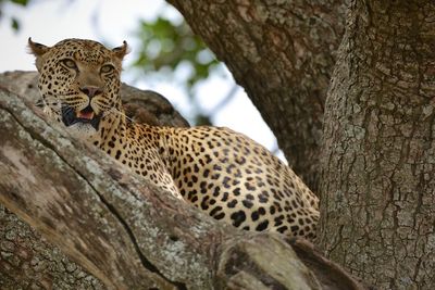 Close-up of a cat on tree trunk