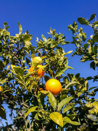 Low angle view of orange fruits on tree against clear blue sky