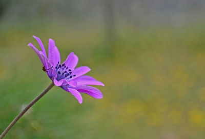 Close-up of pink flower with a spider on oetal