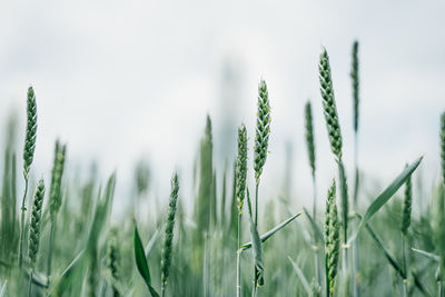 Close-up of stalks in field