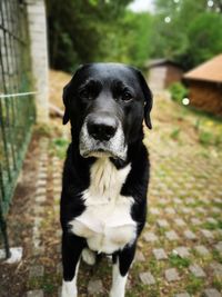 Portrait of black dog