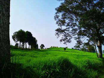 Trees on field against clear sky
