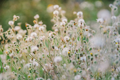 Close-up of white flowering plants on field