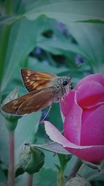 Close-up of butterfly pollinating on flower