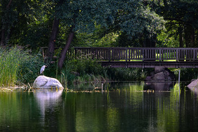 View of birds in lake