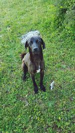 Portrait of dog on field